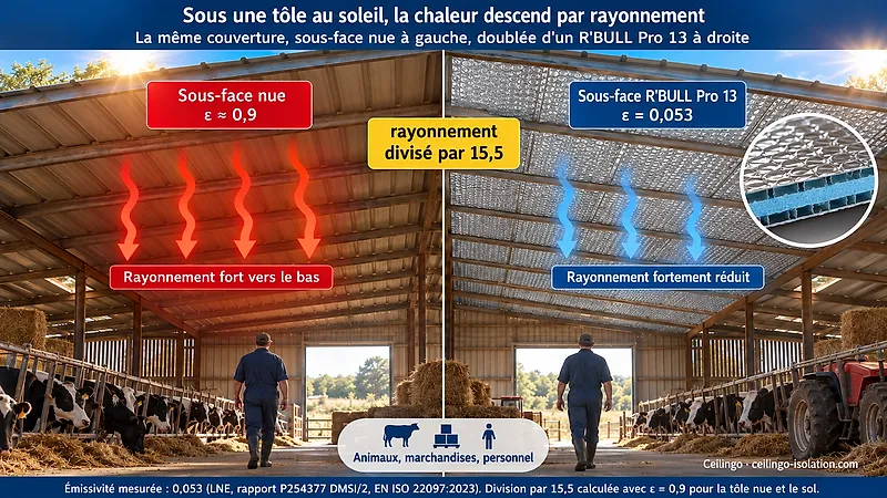 Bâtiment d'élevage sous tôle au soleil : sous-face nue à gauche avec un fort rayonnement, sous-face doublée de R'BULL Pro 13 à droite, rayonnement divisé par 15,5